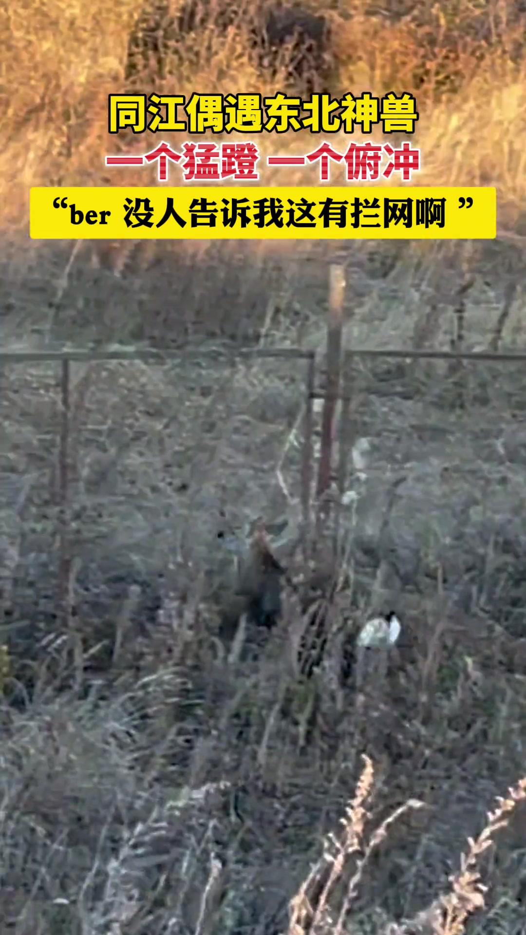 偶遇东北神兽，一个猛蹬一个俯冲