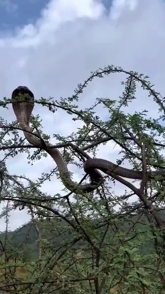 当你去爬山时一抬头看到的是这幅光景，你会怎么办