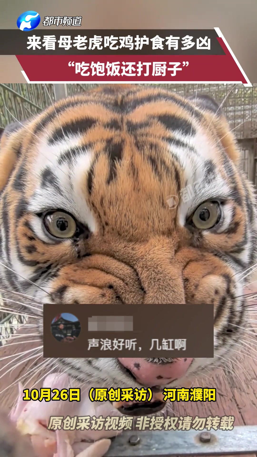 来看母老虎吃鸡护食有多凶