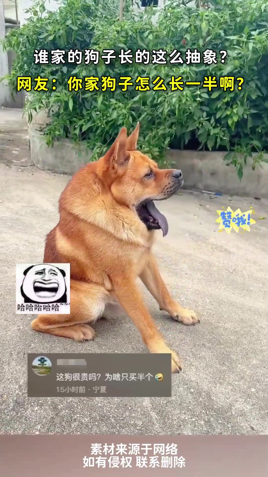 谁家狗子这么抽象
