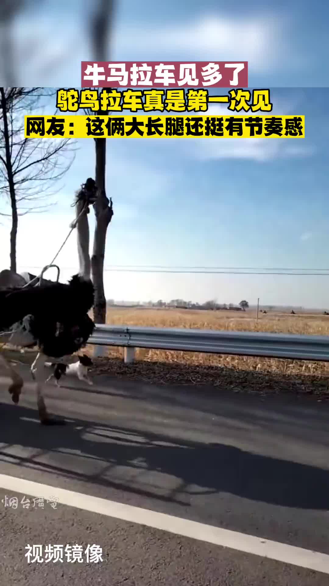 ”新能源“每百里只需要一垛草