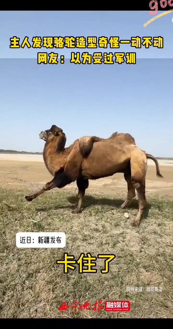 发现骆驼造型奇怪一动不动