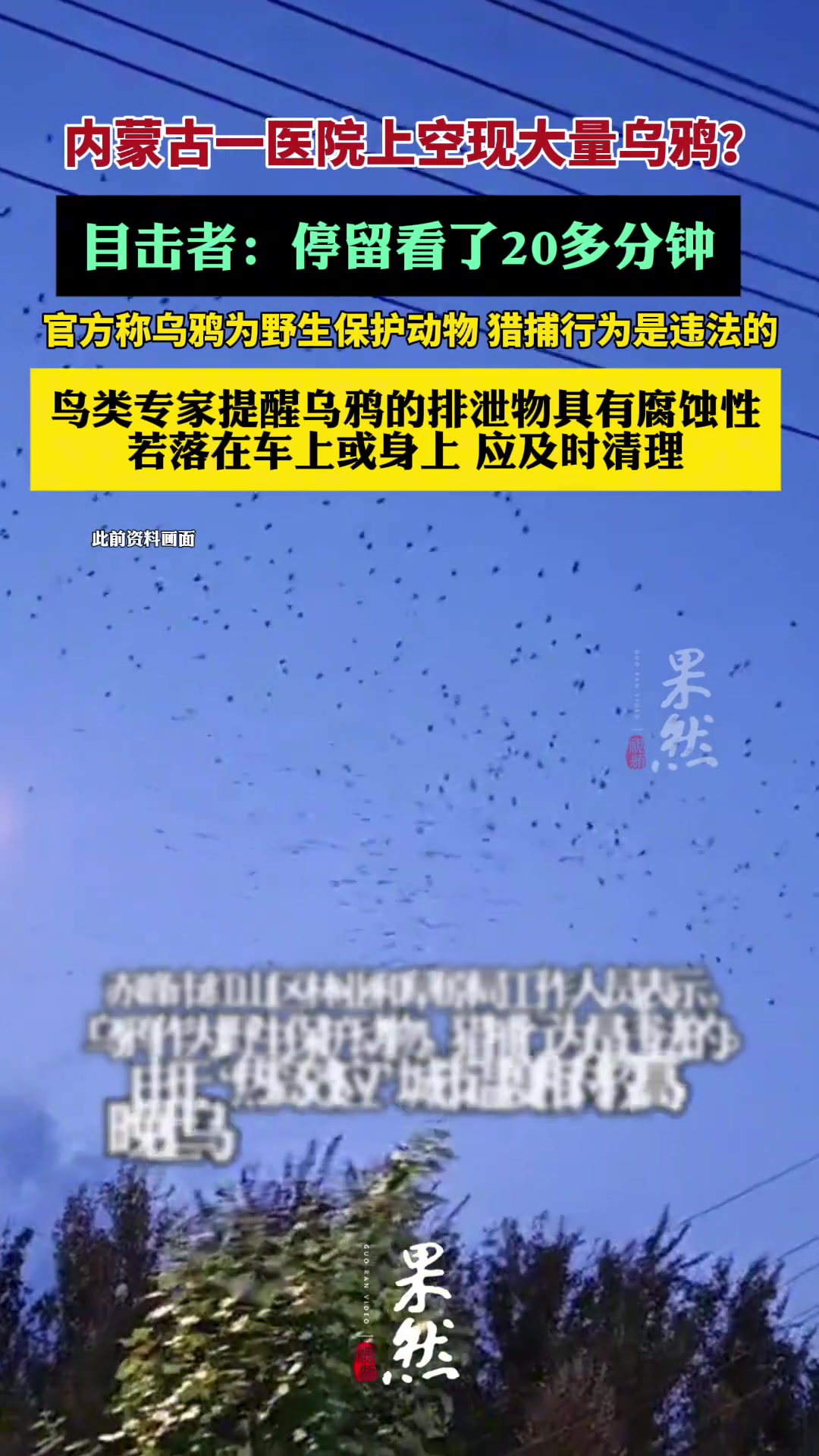 内蒙古一医院上空现大量乌鸦鸟类专家提醒