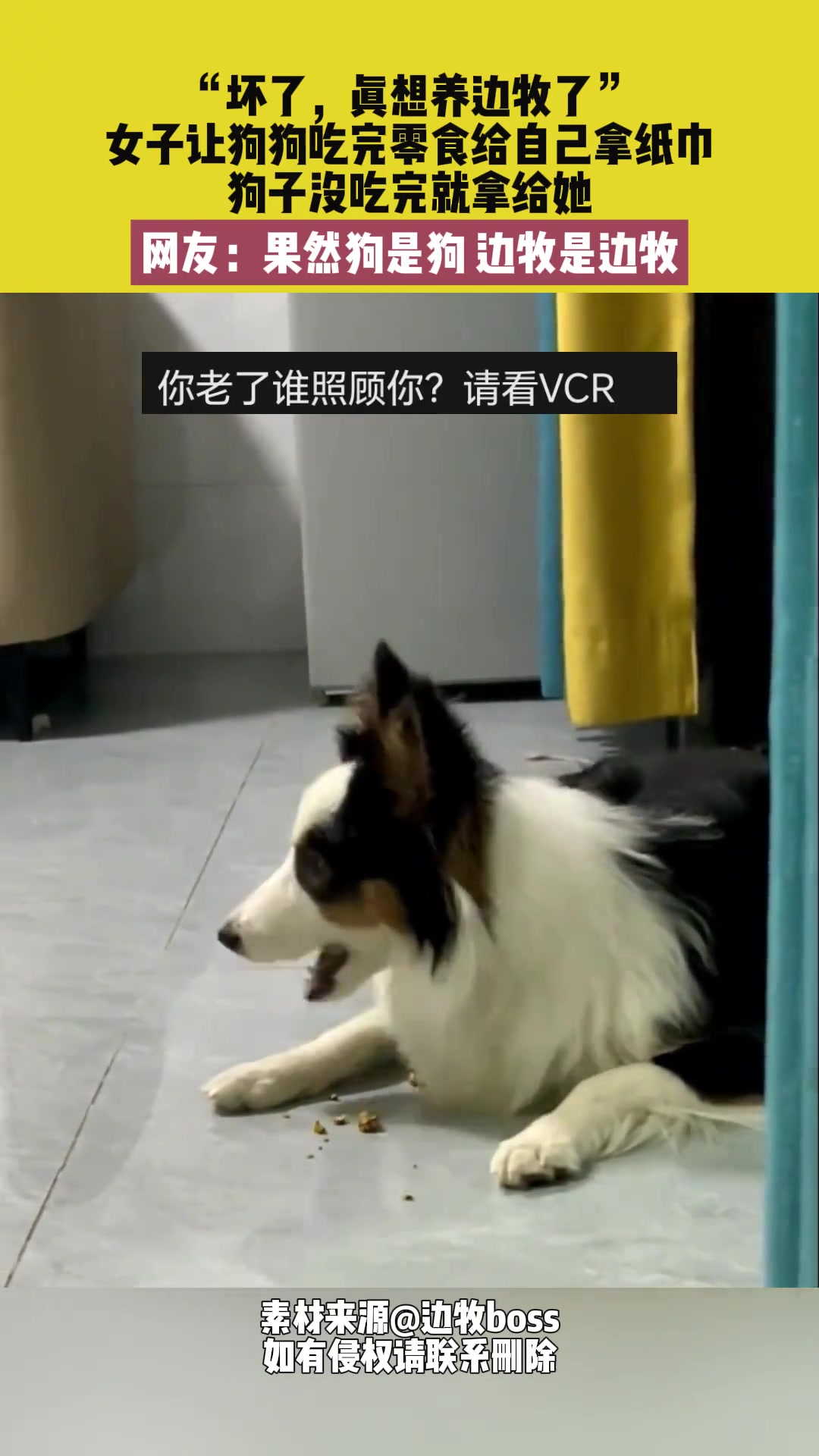 女子让狗狗吃完零食给自己拿纸巾，狗子没吃完就拿给她