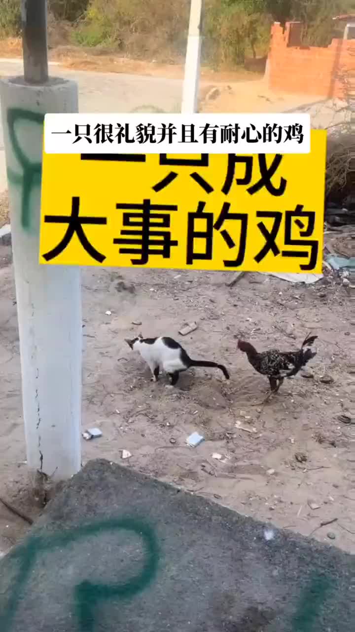 鸡也吃这玩意的吗还赶不上狗呢，吃都吃不到热乎的
