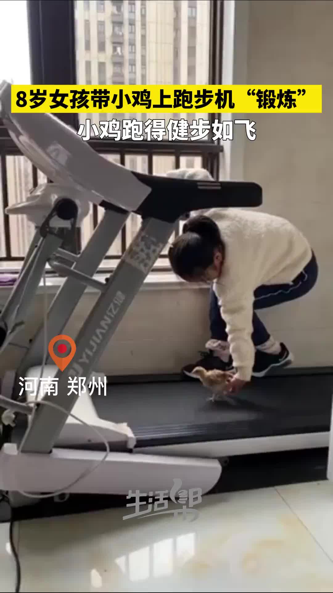 家养的小鸡运动量太少了，需要锻炼