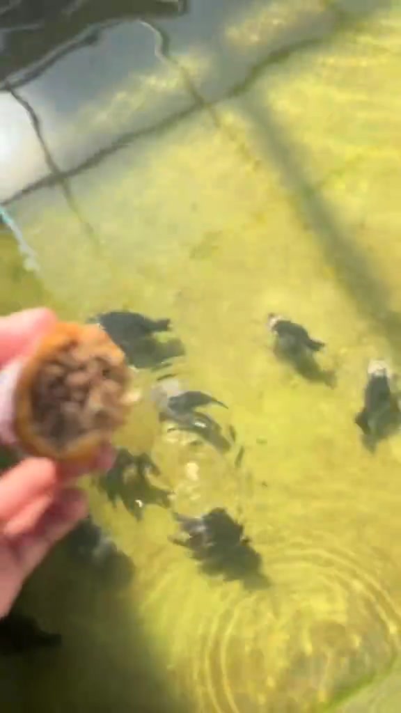 这也能种蛆咋整出来的密恐犯了都