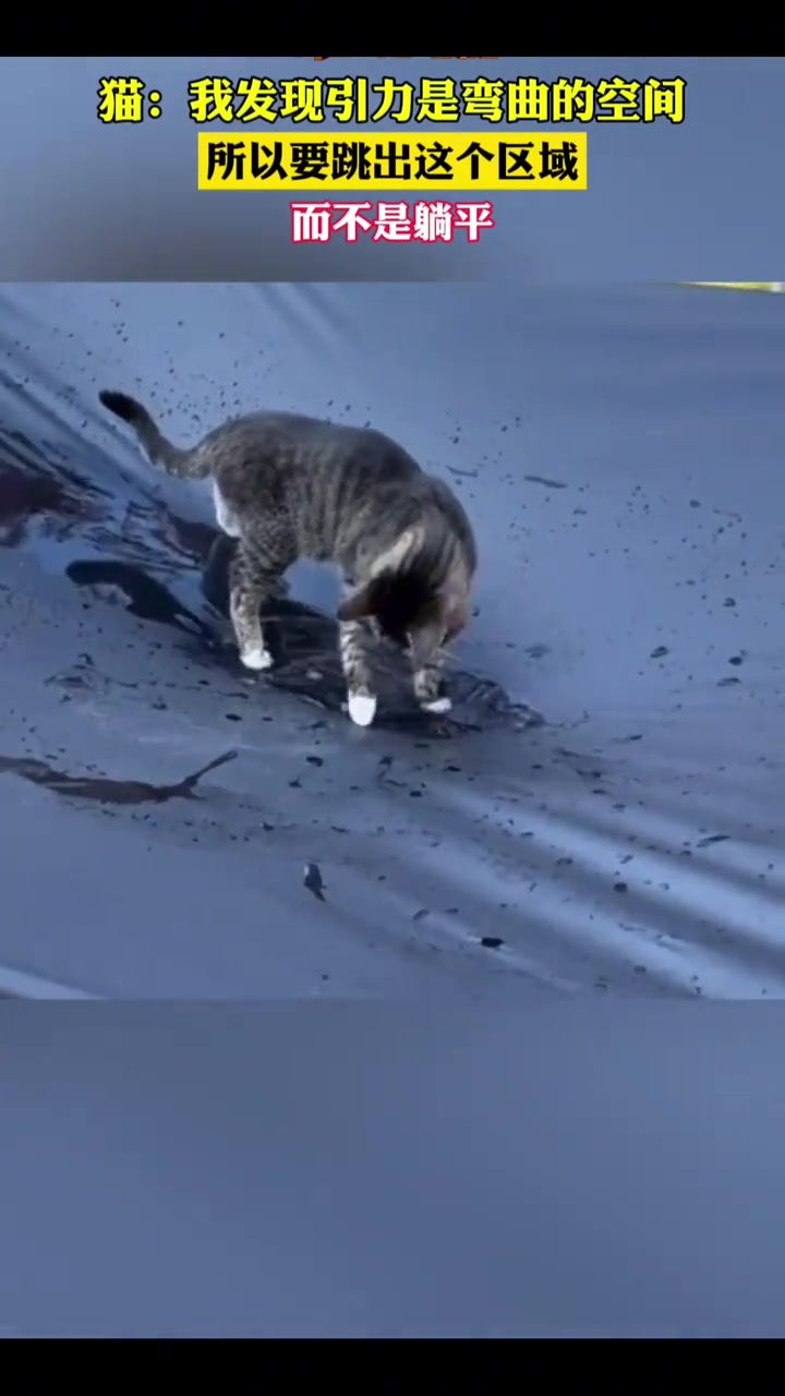 猫咪：怎么肥四跟上我了