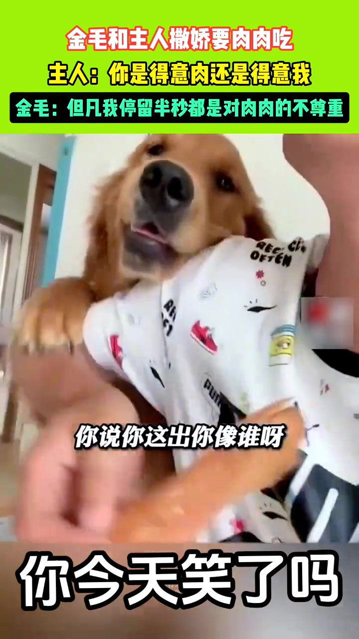 金毛和主人撒娇想吃肉