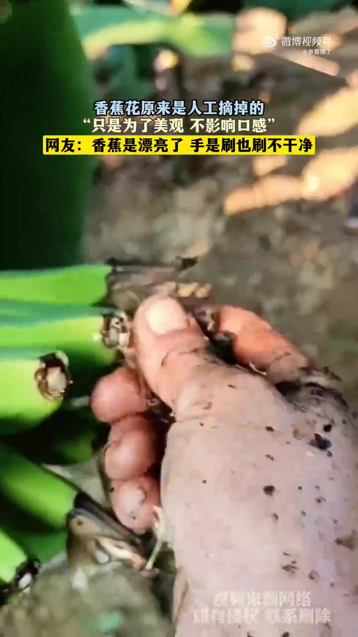 香蕉花原来是人工摘掉的，“只是为了美观不影响口感”！
