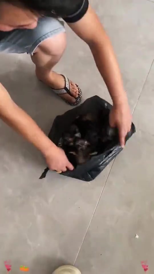 这是茶杯狗吗听说生下来都是残疾，大家会养吗