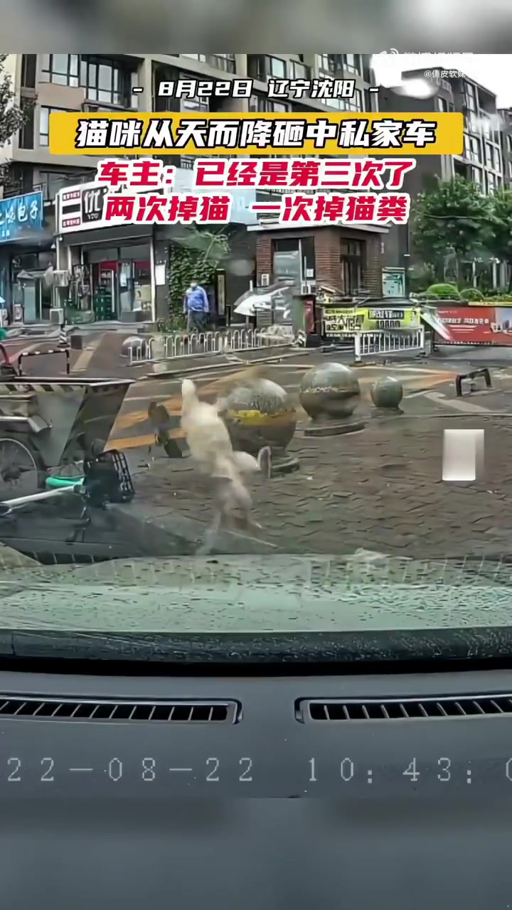 猫咪从天而降砸中私家车