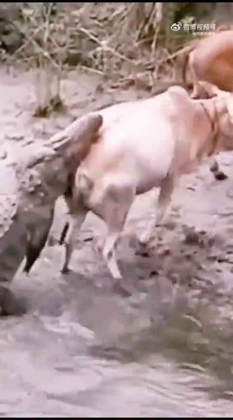 什么是牛掰能在湿滑泥地上逃出鳄鱼的血盆大口，就是牛掰的牛
