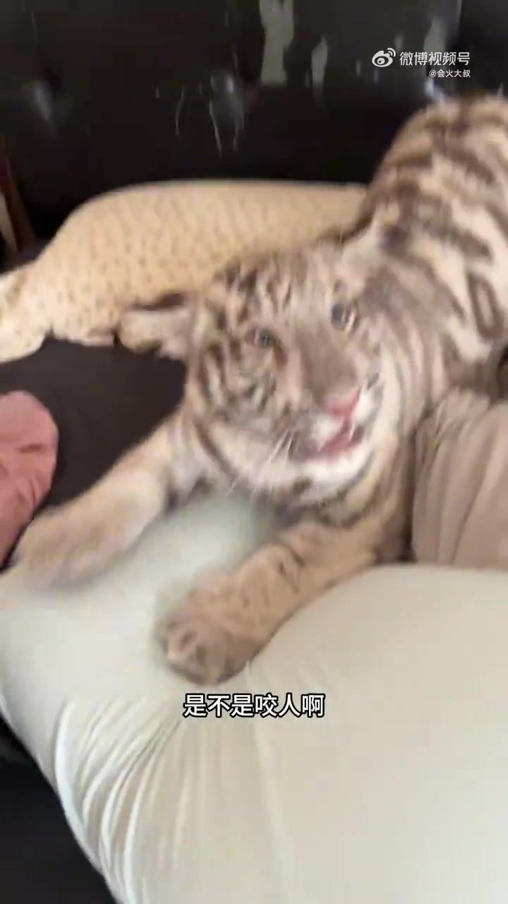 双方都严重没认清自己的实力