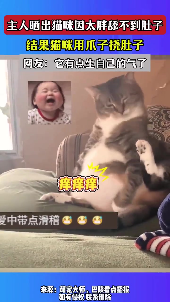 主人晒出猫咪因太胖舔不到肚子结果猫咪用爪子挠肚子