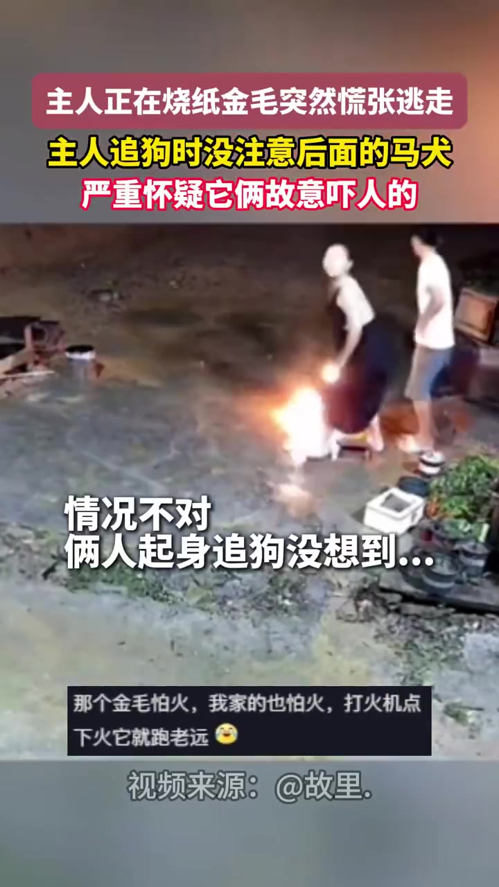 主人正在烧纸金毛突然慌张逃走，主人追狗时没注意后面的马犬
