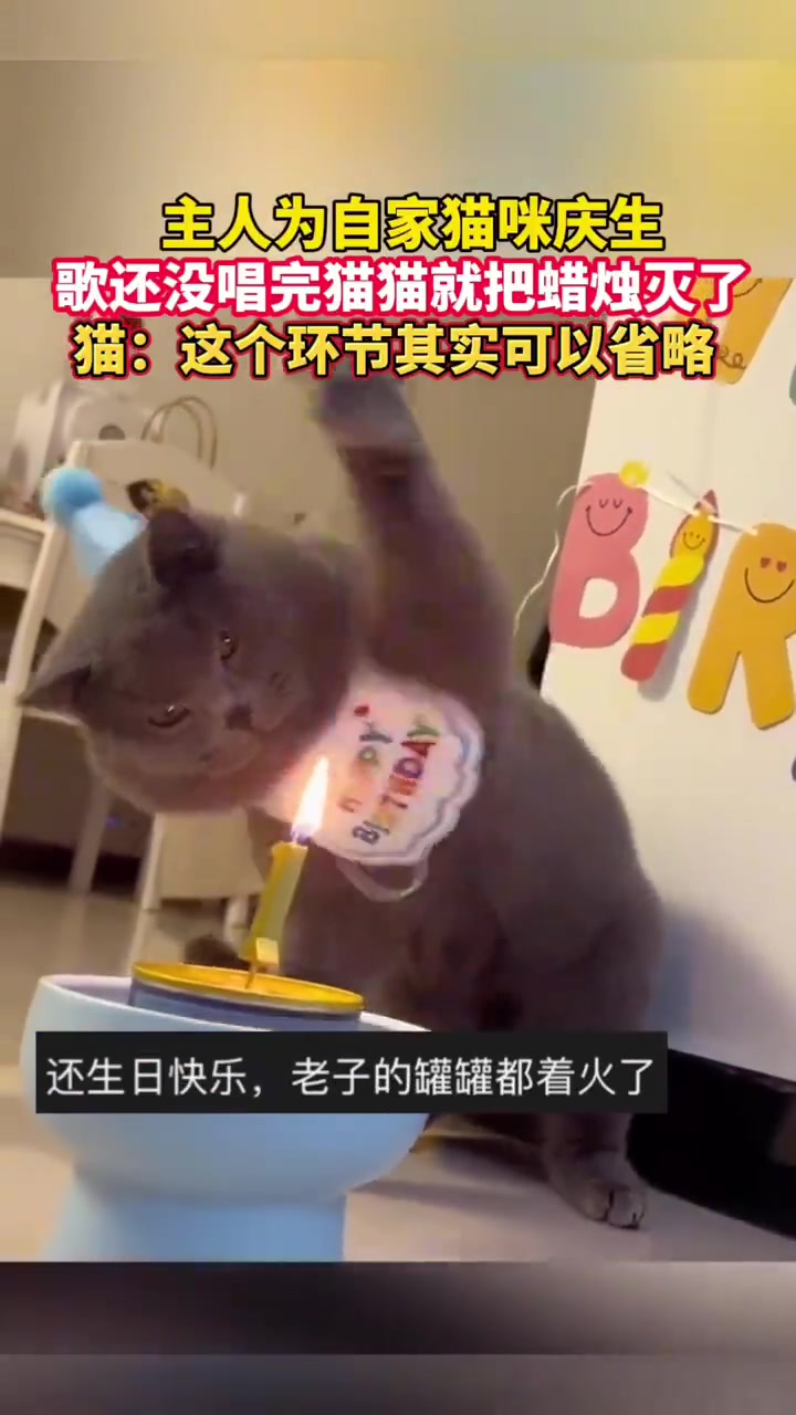 主人为自家猫咪庆生，歌还没唱完猫猫就把蜡烛灭了