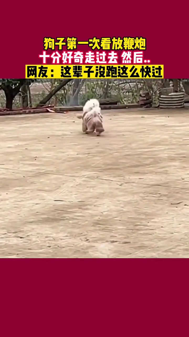 好奇不但可以害死猫，还差点吓晕狗狗了