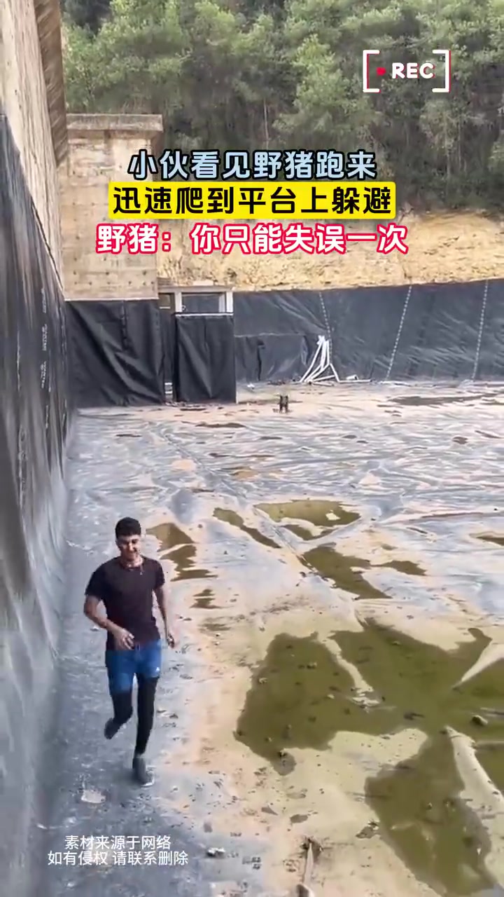 小伙看见野猪跑来，迅速爬到平台上躲避