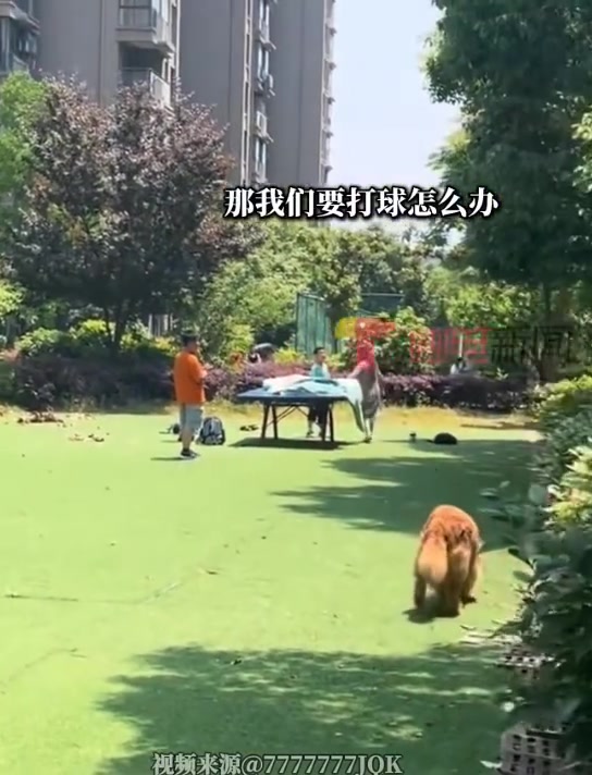 “这是被子你晓得吗”是我的话回“这是乒乓球桌你晓得嘛！”