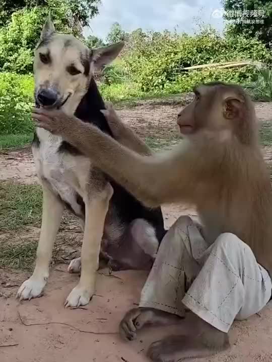 猴哥你在对哮天犬做什么！