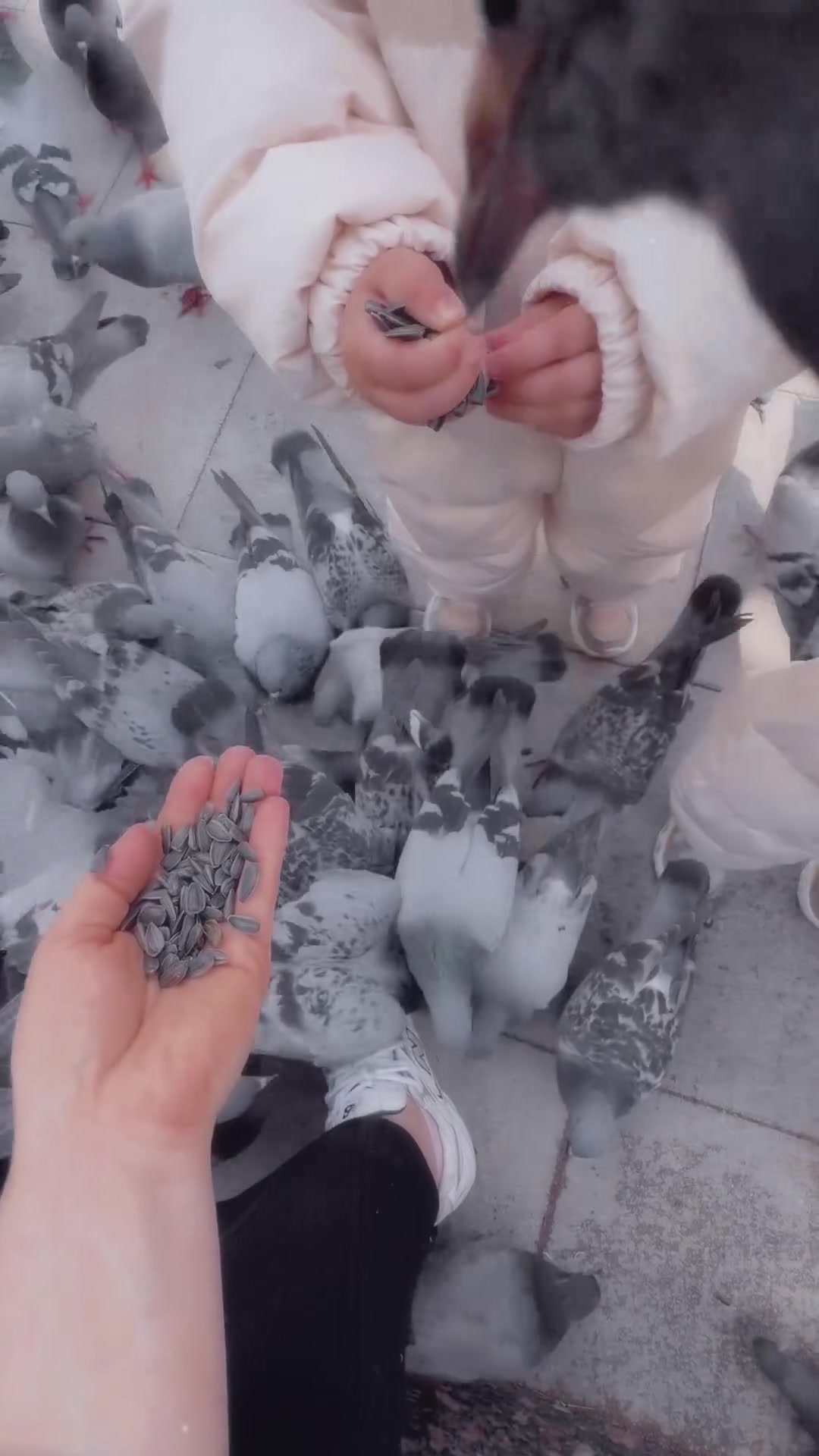 人类幼崽：不就是喂鸽子么，整那么麻烦干嘛