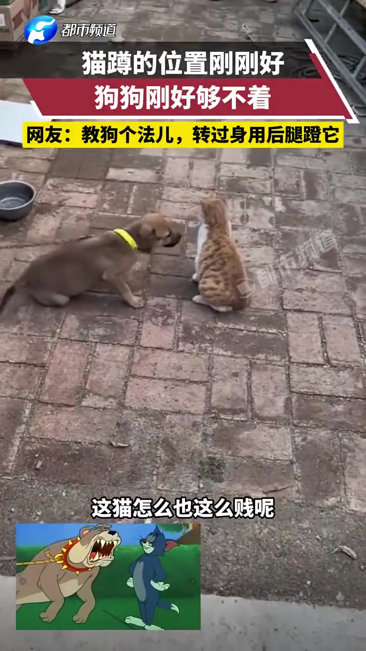 狗：为什么猫会这么贱呢