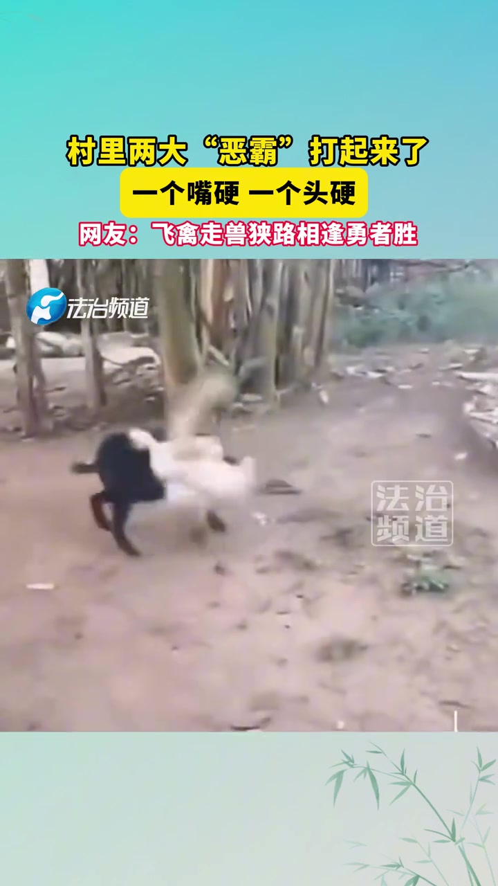 村里两大“恶霸”打起来了，一个嘴硬一个头硬