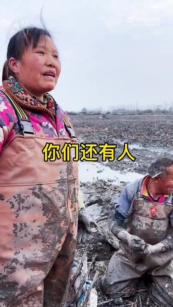 老一辈挖偶人的无奈！以后藕都会是机器挖吗