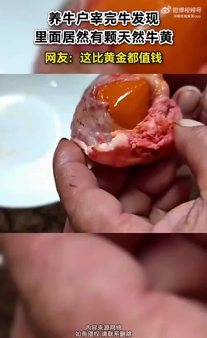 养牛户宰完牛发现，里面居然有颗天然牛黄！！