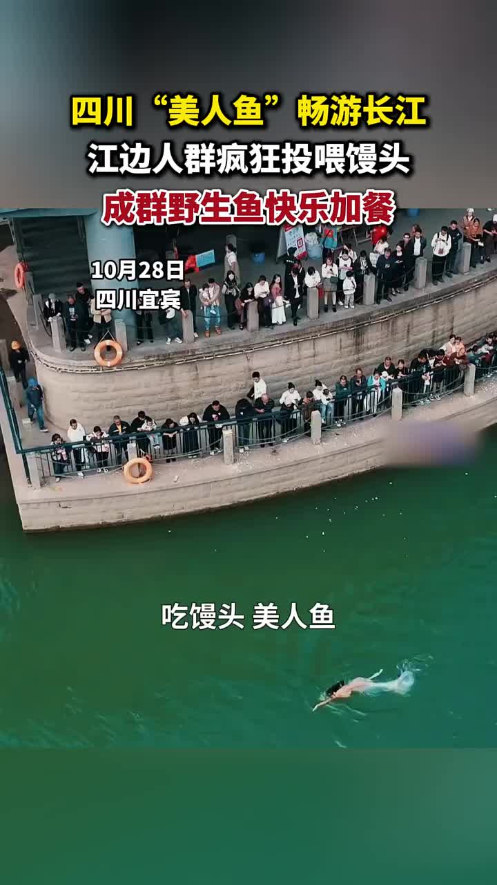 四川“美人鱼”畅游长江，江边人群疯狂投喂馒头
