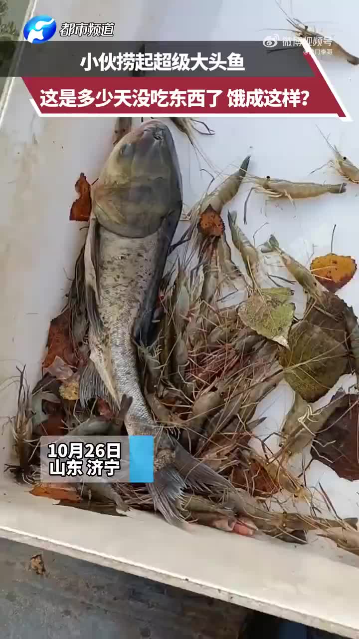 小伙捞起大头鱼，这是多少天没吃东西了这么瘦