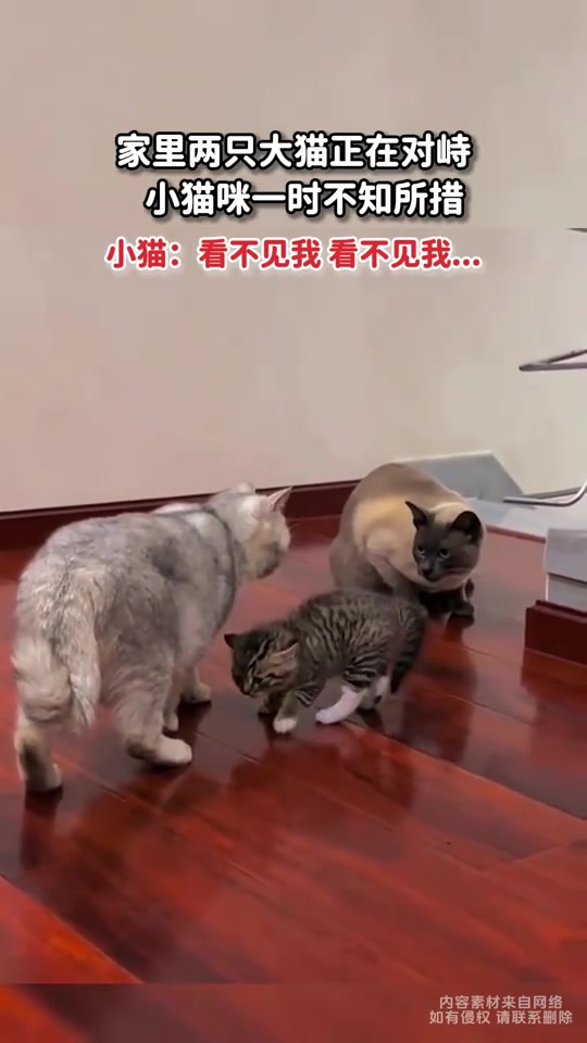 家里两只大猫正在对峙，小猫咪一时不知所措