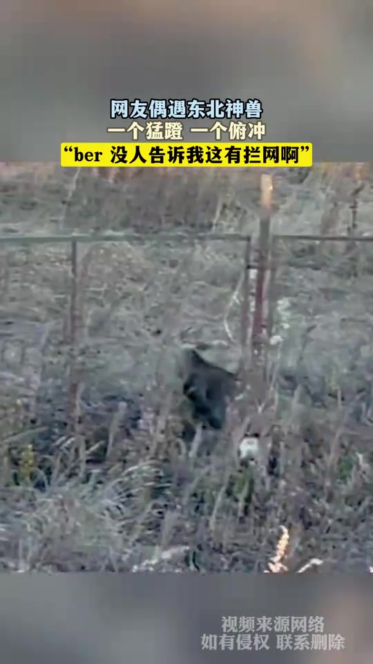 偶遇东北神兽，一个猛蹬一个俯冲