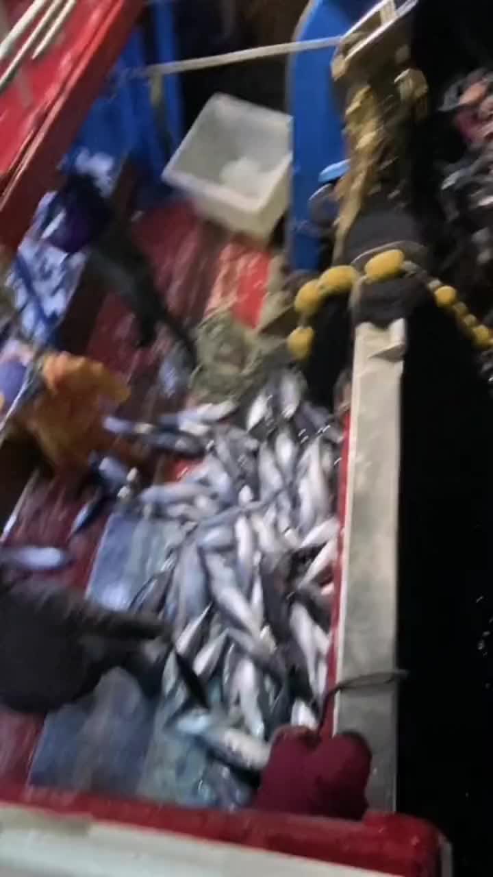丰收的一网，鱼获满满