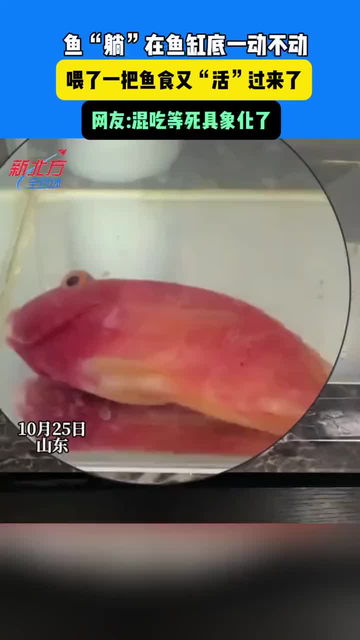 这条鱼把“混吃等死”具象化了