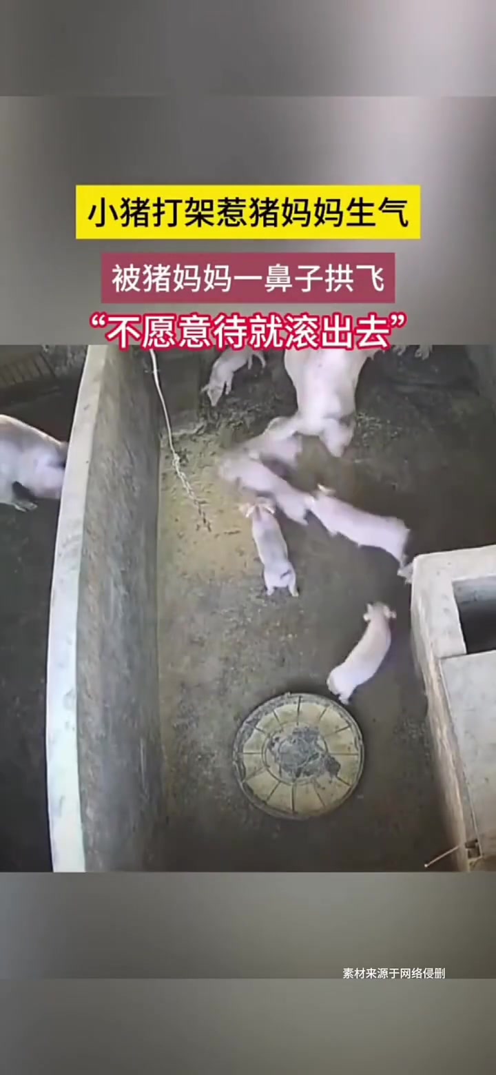 小猪打架惹猪妈妈生气被猪妈妈一鼻子拱出去