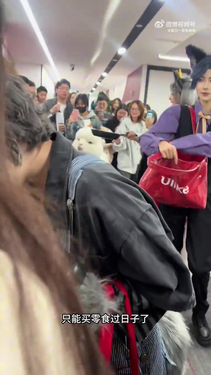 悟空老师太可爱了，Cos小灰灰带着灰太狼和红太狼来了
