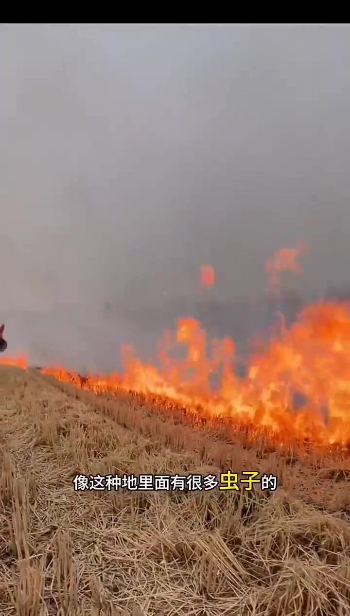 农民愿意烧，专家不让烧，是烧还是不烧