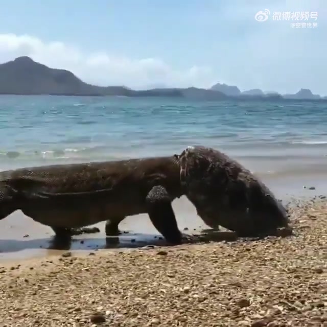 可怕的科莫多龙，海龟在它面前不堪一击