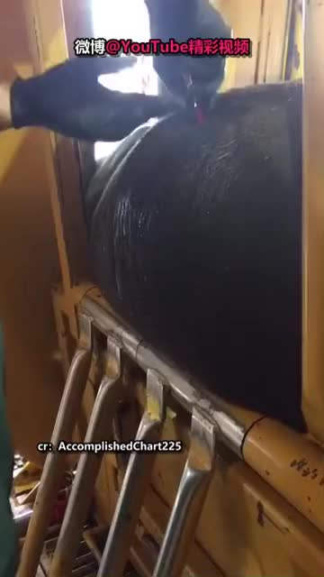 牛牛肚子胀气都是怎么处理的好直接的处理方法