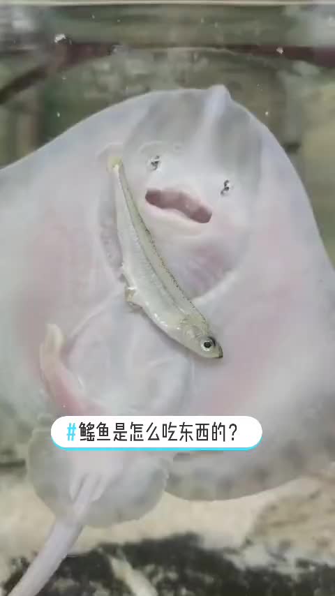 鳐鱼：我怎么半天吃不到啊