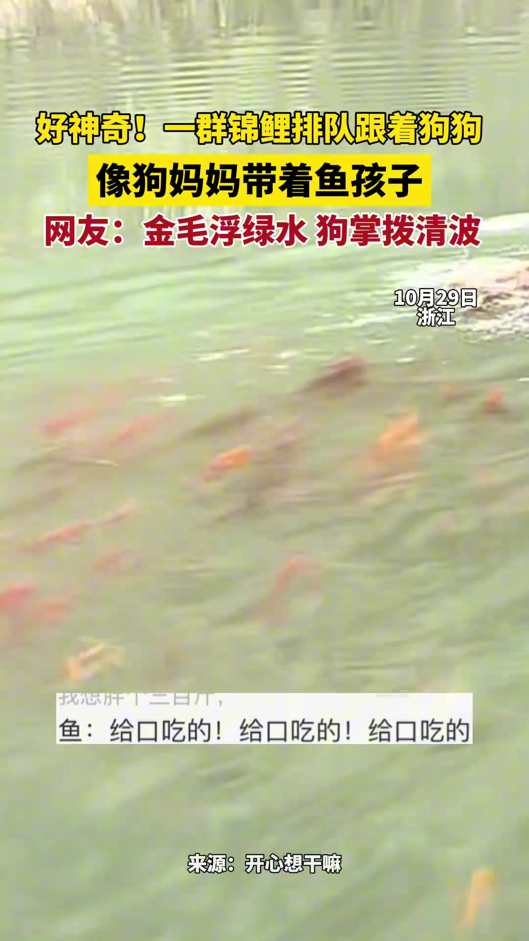 好神奇！一群锦鲤排队跟着狗狗在水里游荡...