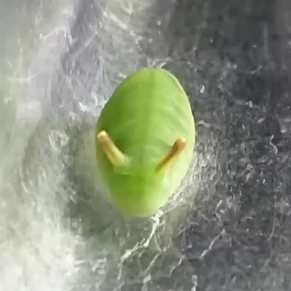 尖翅银灰蝶幼虫受到刺激时，两个“触角”就会弹出绒球驱赶生物