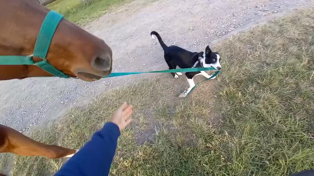 工作范围超纲了牧羊犬怎么能管住马