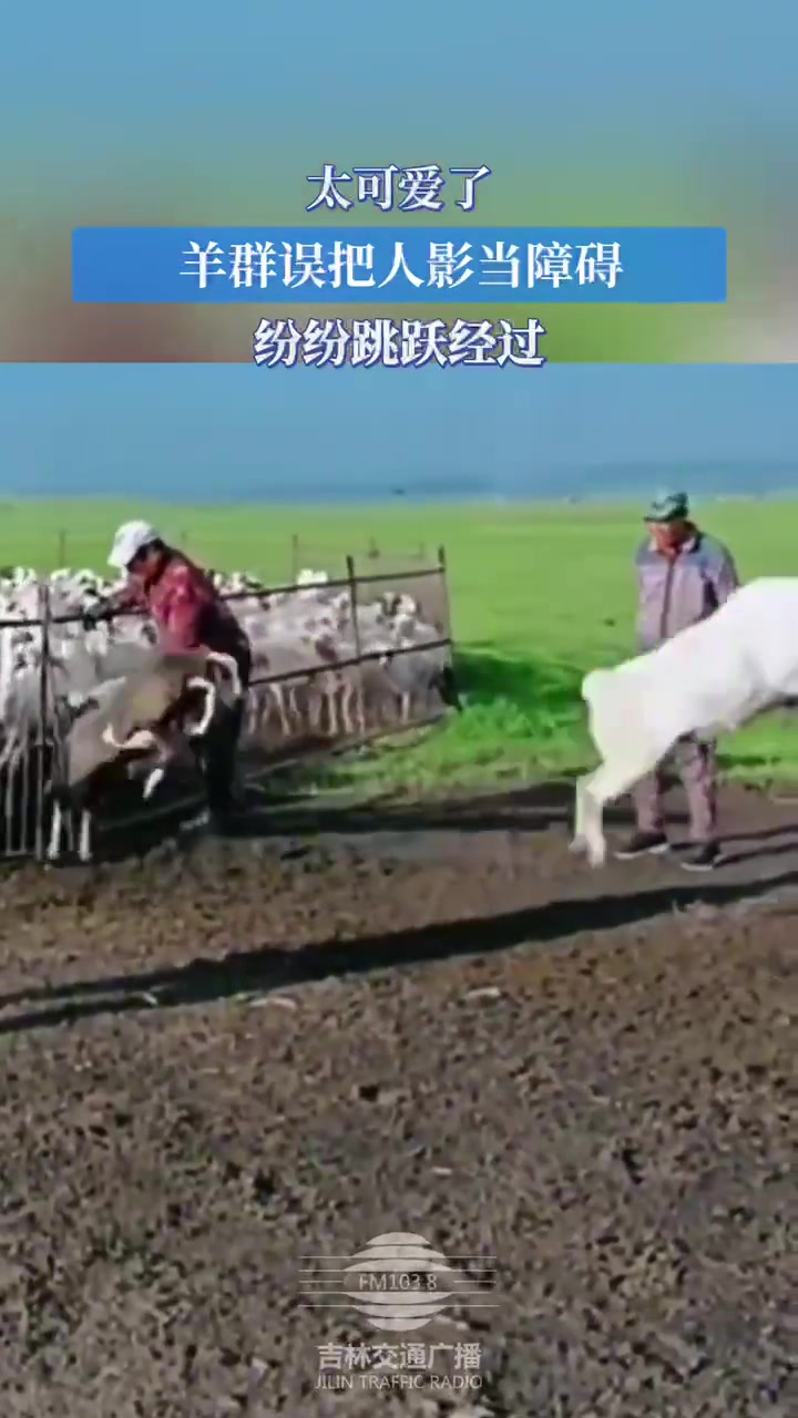 羊群误把人影当当障碍纷纷跳过