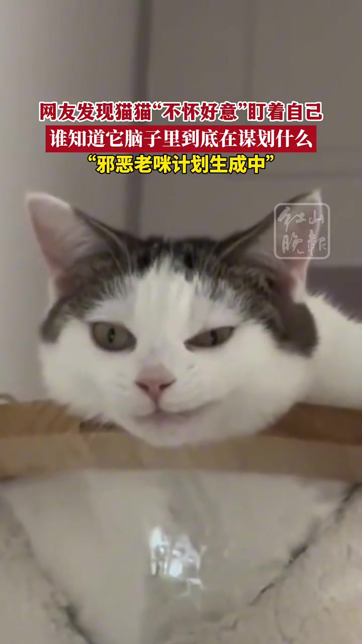 网友发现猫咪“不怀好意”的盯着自己