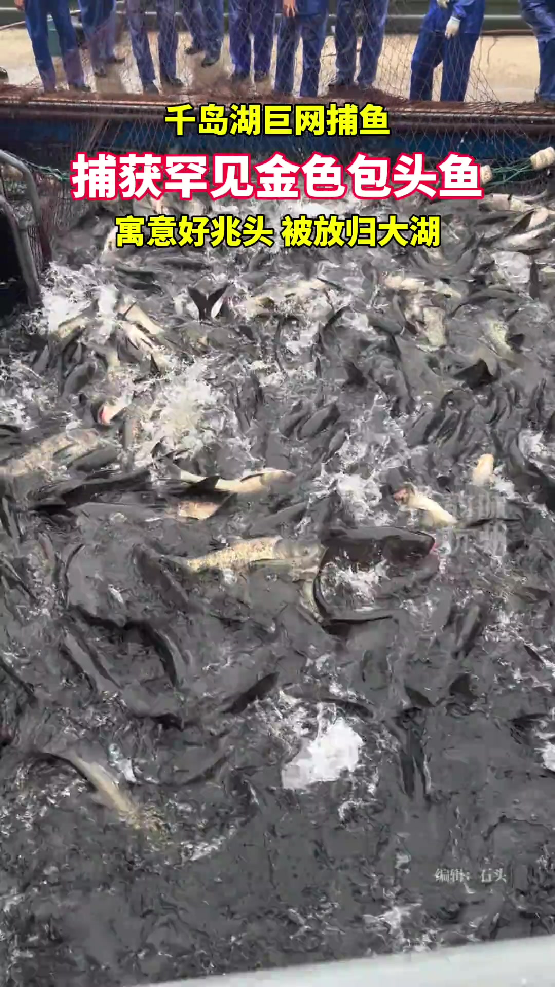 千岛湖巨网捕鱼，捕获罕见金色包头鱼
