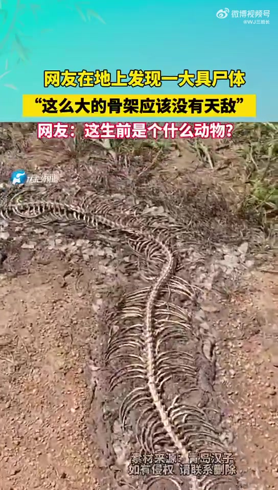 网友在地上发现一大具尸体，“这么大的骨架应该没有天敌”
