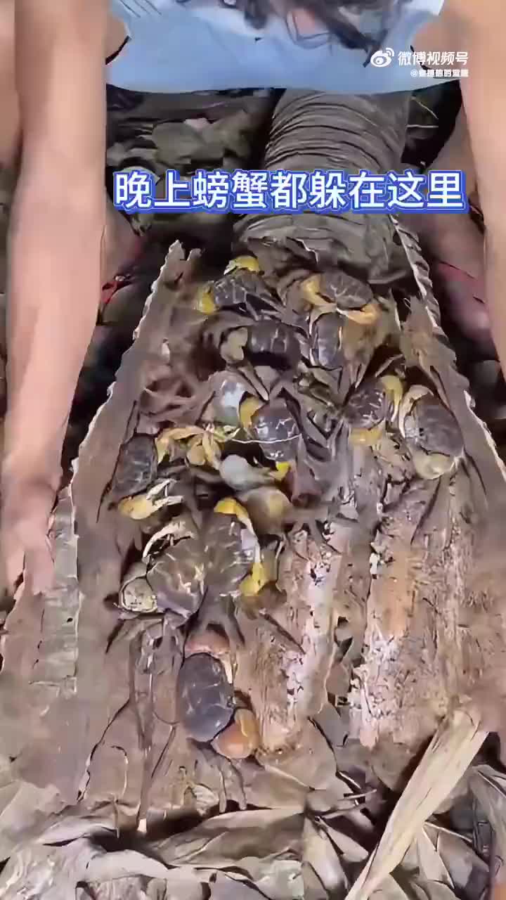 渔民发现一到晚上螃蟹就会抱团躲在这，有什么原因吗
